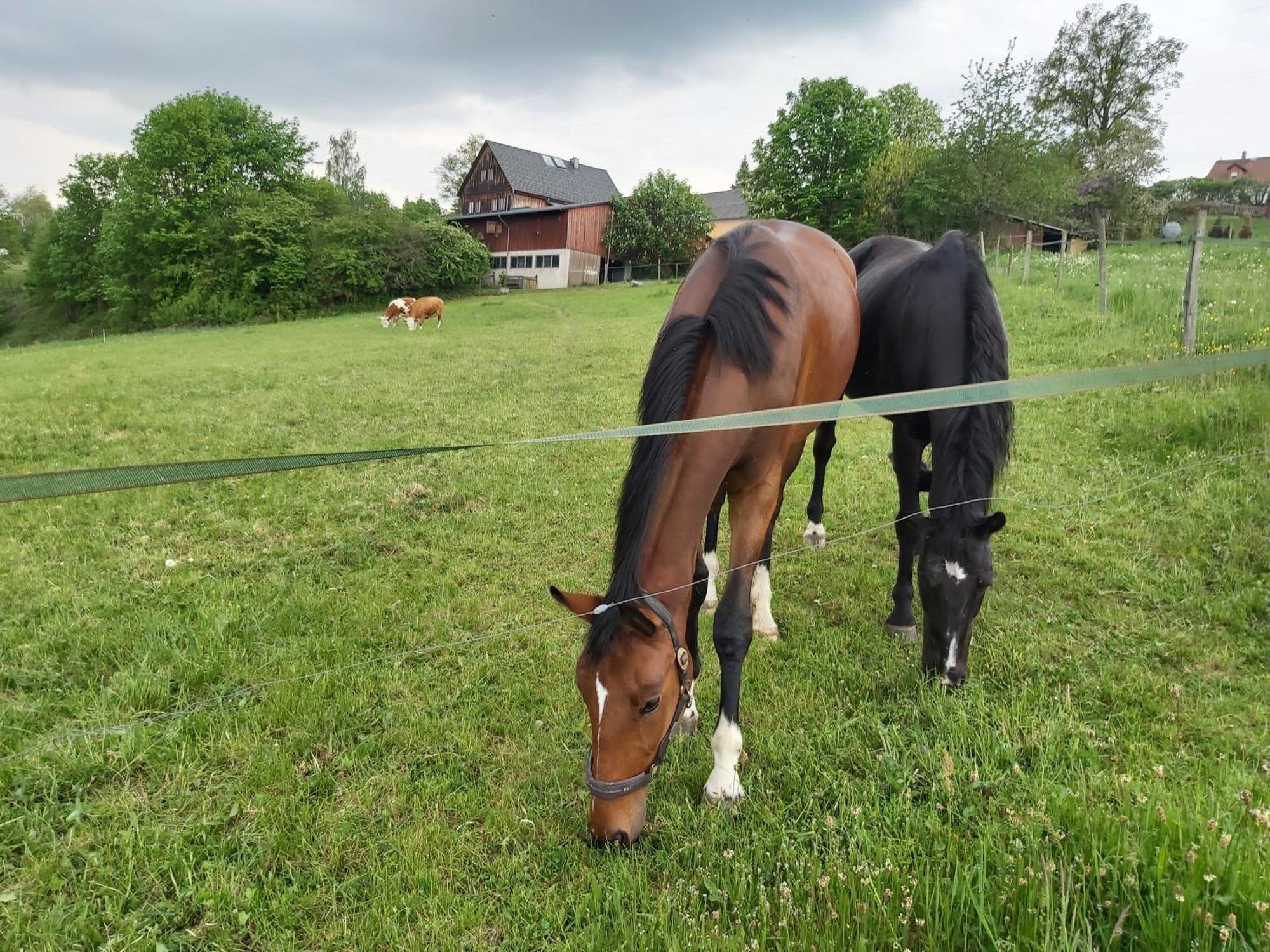 Glamping-Paradies Am Dengler Hof Hohenberg an der Eger エクステリア 写真